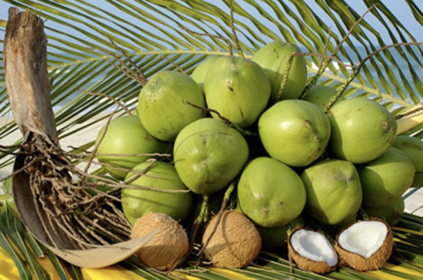 Coconut water, global trade, coconut water export, desiccated coconut, K&B Sync