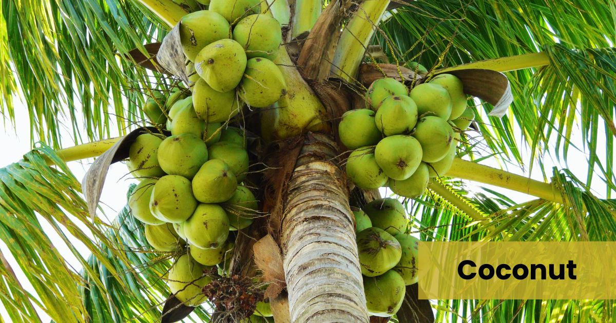 Coconut - desiccated coconut - coconut milk - coconut water - global trade - coconut export import - coconut wholesale