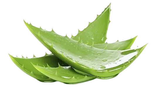 Aloe Vera wholesale food ingredient